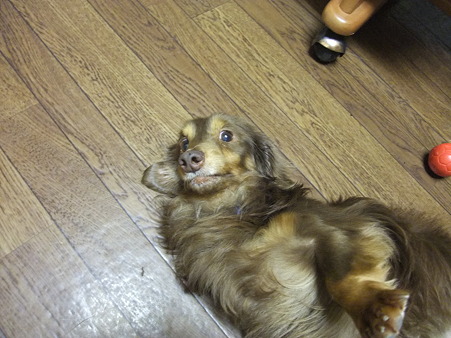 おもちゃのようなもんです♪