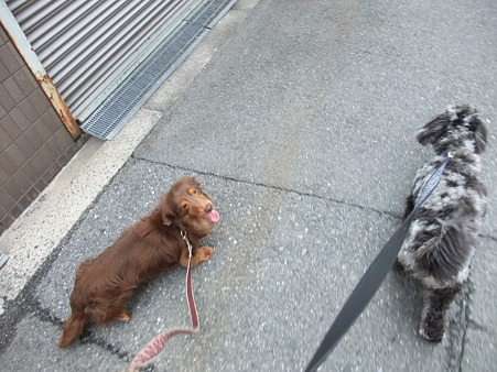 何故かもんちゃん大きな口あけて歩く