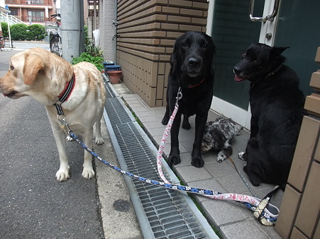 やっと保護犬1頭になった