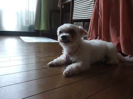 やっと落ち着いたモカちゃん