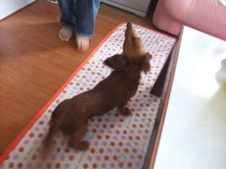 預かりママの元へ