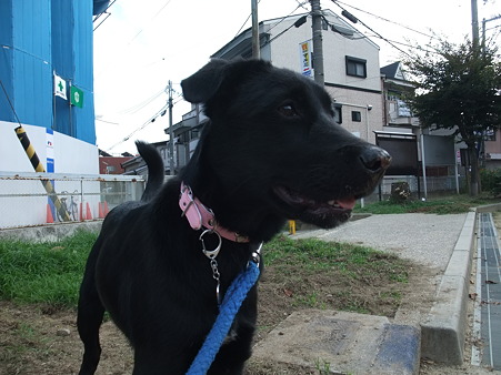 お散歩中の葵(あおい)ちゃん