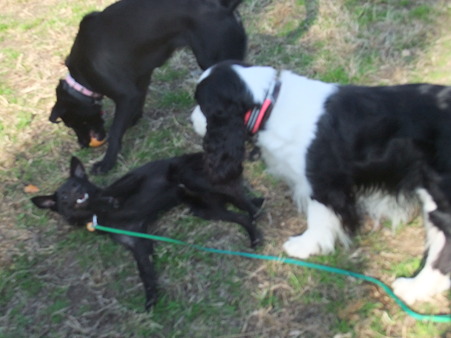 大型犬との遊び方も心得ています