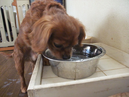 大型犬仕様^^