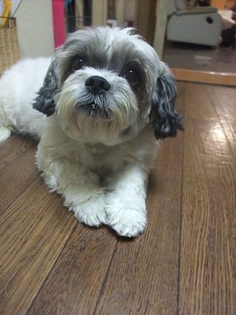 ちっこい犬二人のせいで