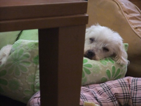 あとで・・・zzz