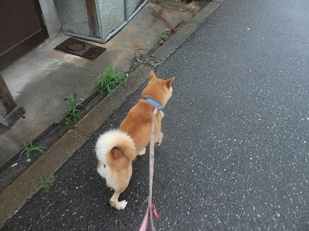 柴君、家どこや~~?