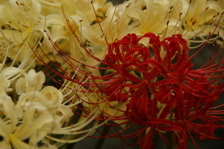 紅白の曼珠沙華が咲く!