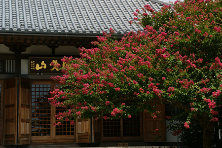 長谷寺の百日紅100821-786
