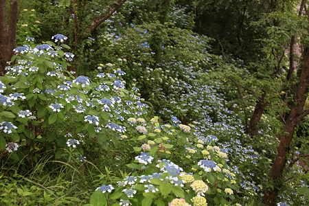 北潟湖畔花菖蒲園 - 20