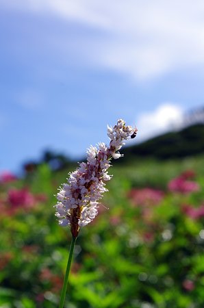 IMGP2552
