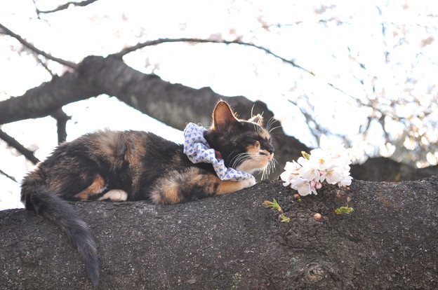 上野公園の桜と猫ちゃん その2 写真共有サイト フォト蔵