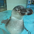 Photos: フンボルトペンギン (3)