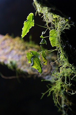 暗がりの草