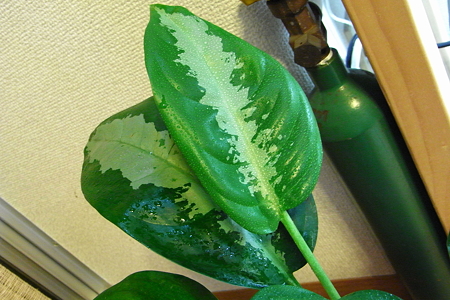 Aglaonema Pattaya Beauty 2