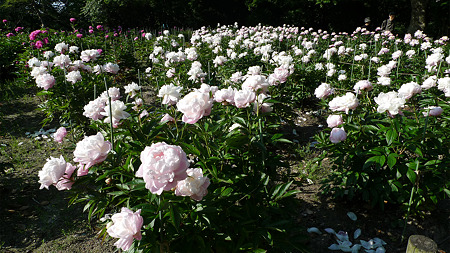 舞鶴公園のシャクヤク(1)