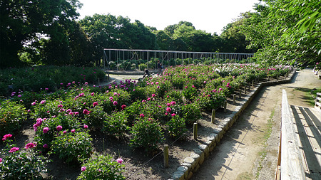 舞鶴公園のシャクヤク(4)