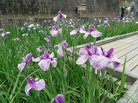 高瀬裏川花しょうぶまつり(9)