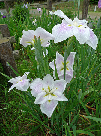 雨の宮地嶽神社(8)花菖蒲