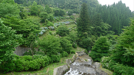 白糸の滝(1)紫陽花