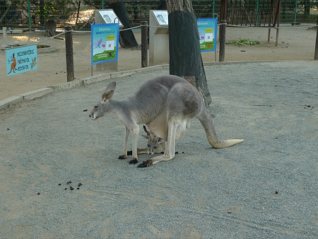 うみなか(14)どうぶつの森のカンガルー