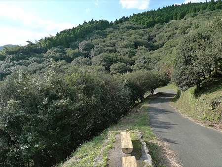 道の駅吉野ヶ里~干石山のサザンカ(4)
