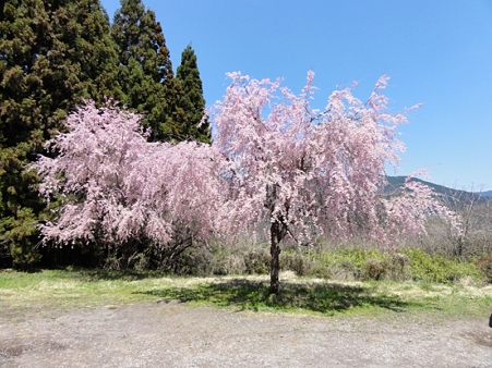 hakosimayuusui1