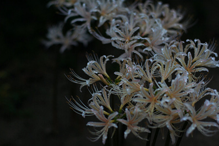 nex511092903