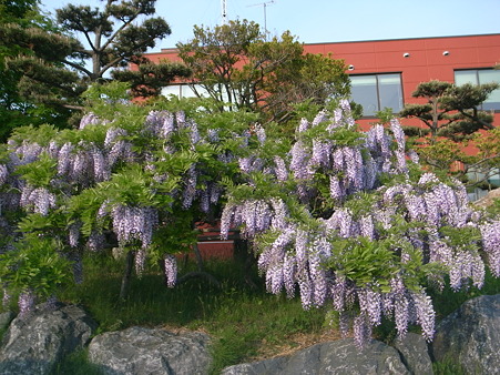 藤の花