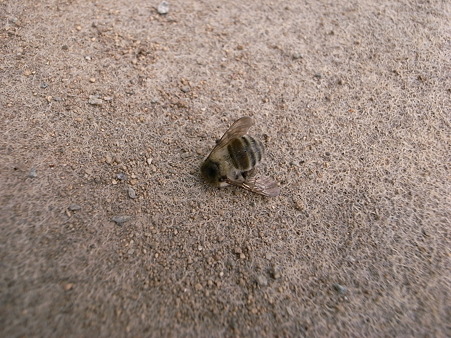 蜂も死んだ