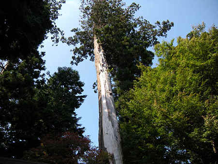 木