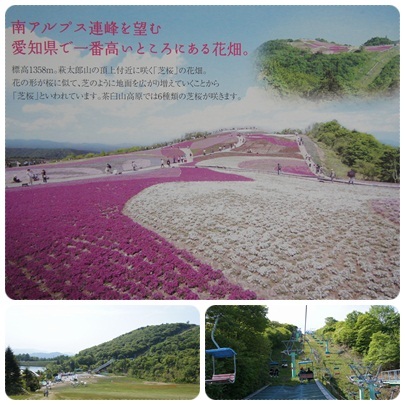 20120528 茶臼山高原 芝桜