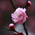 梅開花(1)　尾山神社　　八重紅梅