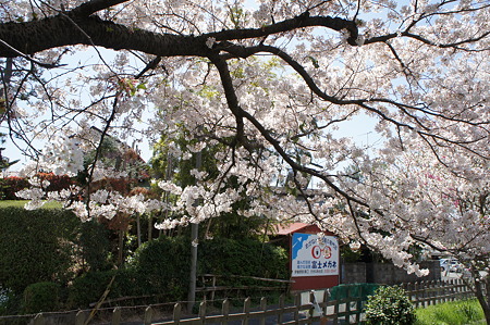 桜の木陰