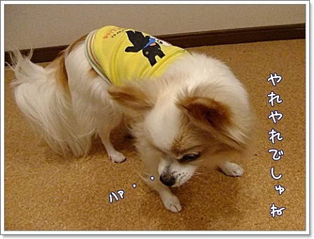ヤレヤレ