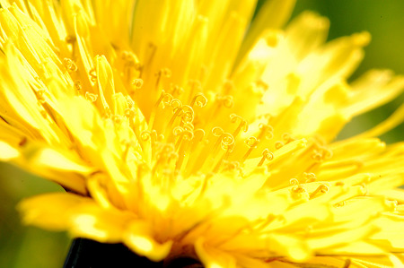 タンポポ花芯
