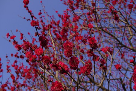 紅梅