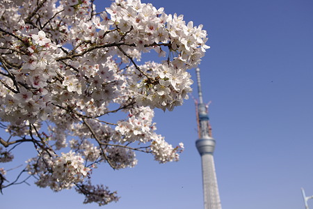 桜とスカイツリー