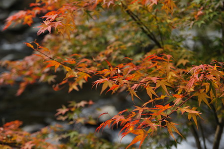 2010年・紅葉のR371-4