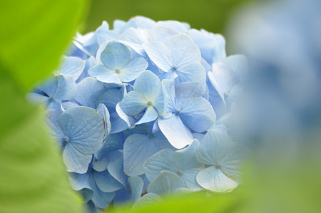 河村瑞賢公園の紫陽花・5