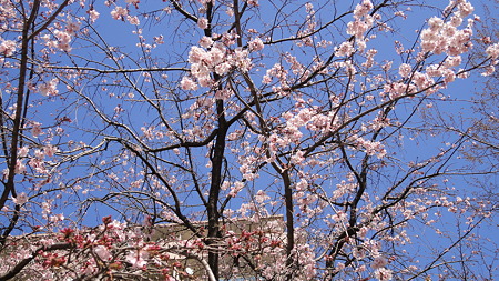 南品川しだれ桜