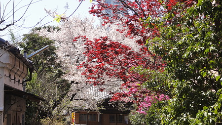 桜と・・・楓？品川宿
