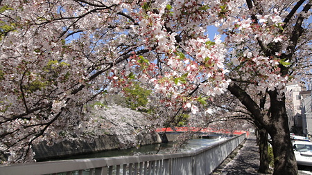 品川宿 目黒川の桜