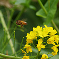 蜜蜂