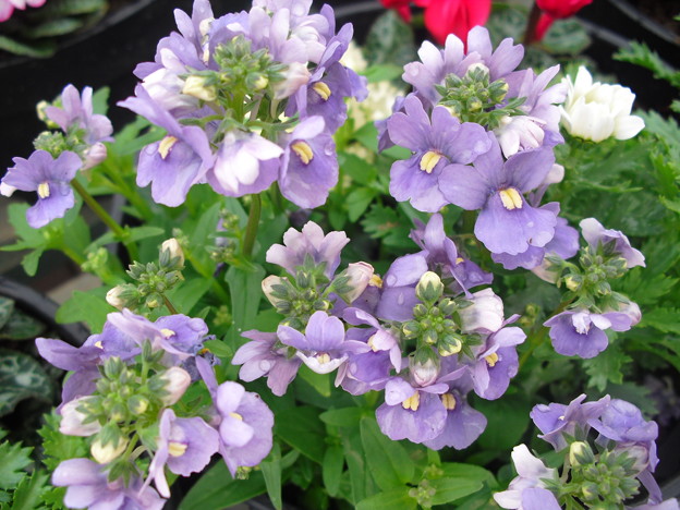 紫の花 この花の名前は 写真共有サイト フォト蔵