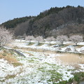 20130422 三春の滝桜