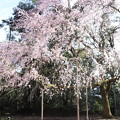 醍醐寺の桜（2019.3.31）