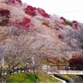 ’21.11.25　四季桜と紅葉（川見四季桜の里）