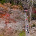 ’21.11.25　四季桜と紅葉「川見薬師寺」