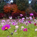 ’21.11.25　秋桜と紅葉「鎮守の森・八柱神社」